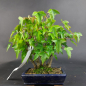 Preview: Bonsai - Trident Maple, Acer Buergerianum, Shohin