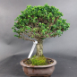 Preview: Bonsai - Japanese False Cypress, Chamaecyparis obtusa Sekka Hinoki