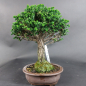 Preview: Bonsai - Japanese False Cypress, Chamaecyparis obtusa Sekka Hinoki