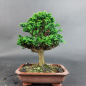 Preview: Bonsai - Scheinzypresse, Chamaecyparis obtusa Sekka Hinoki Shohin