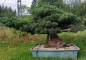 Preview: Gardenbonsai, Niwaki - Japanese White Pine, Pinus Penthaphylla