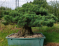 Preview: Gardenbonsai, Niwaki - Japanese White Pine, Pinus Penthaphylla