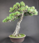 Preview: Bonsai - Mädchenkiefer, Pinus Pentaphylla, Japan
