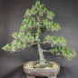 Preview: Bonsai - Schwarzkiefer, Pinus Thunbergii Kotobuki, Japan