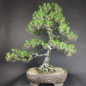Preview: Bonsai - Schwarzkiefer, Pinus Thunbergii Kotobuki, Japan