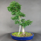 Preview: Bonsai - Löwenkopfahorn, Acer Palmatum Shishigashira