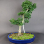 Preview: Bonsai - Löwenkopfahorn, Acer Palmatum Shishigashira