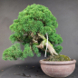 Preview: Bonsai - Wacholder, Juniperus Chinensis Kishu, Japan