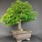 Preview: Bonsai - Fächerahorn, Acer Palmatum Arakawa