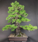 Preview: Bonsai - Japanese Black Pine, Pinus Thunbergii