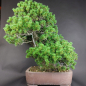 Preview: Bonsai - Mädchenkiefer, Pinus Pentaphylla Zuisho, Japan