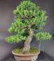 Preview: Bonsai - Japanese White Pine, Pinus Pentaphylla Zuisho