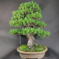 Preview: Bonsai - Japanese White Pine, Pinus Pentaphylla Zuisho