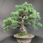Preview: Bonsai - Mädchenkiefer, Pinus Pentaphylla, Japan