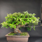 Preview: Bonsai - Quitte, Cydonia Sinensis