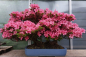 Preview: Bonsai - Japanese Satsuki Azalea, Osakazuki