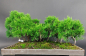 Preview: Bonsai - Wacholder, Juniperus Chinensis, Floß