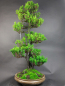 Preview: Bonsai - Jap. Eibe, Taxus Cuspidata