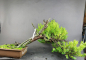 Preview: Bonsai - Japanese Jew, Taxus Cuspidata