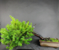 Preview: Bonsai - Japanese Jew, Taxus Cuspidata