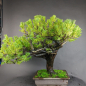 Preview: Bonsai - Jap. Eibe, Taxus Cuspidata