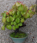 Preview: Bonsai - Snowball, Viburnum dilatatum