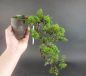 Preview: Bonsai - Wacholder, Juniperus Chinensis, Japan