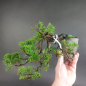 Preview: Bonsai - Wacholder, Juniperus Chinensis, Japan