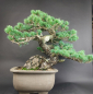 Preview: Bonsai - Japanese White Pine, Pinus Pentaphylla