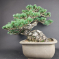 Preview: Bonsai - Japanese White Pine, Pinus Pentaphylla