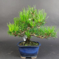 Preview: Bonsai - Pinus Thunbergii, Schwarzkiefer, Shohin, Japan