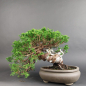 Preview: Bonsai - Japanese Juniper, Juniperus Chinensis, Shohin