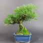 Preview: Bonsai - Japanese Black Pine, Pinus Thunbergii