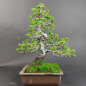Preview: Bonsai - Japanese White Pine, Pinus Pentaphylla Zuisho