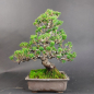Preview: Bonsai - Japanese White Pine, Pinus Pentaphylla Zuisho