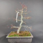 Preview: Bonsai - Fächerahorn, Acer Palmatum Deshojo