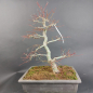 Preview: Bonsai - Fächerahorn, Acer Palmatum Deshojo