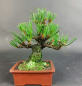 Preview: Bonsai - Pinus Thunbergii, Schwarzkiefer, Shohin, Japan