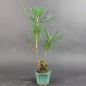 Preview: Bonsai - Schwarzkiefer, Pinus Thunbergii, Japan