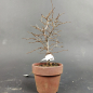 Preview: Bonsai - Zelkova Serrata, Shohin