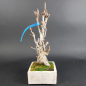 Preview: Bonsai - Ginkgo Biloba, Japan