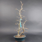 Preview: Bonsai - Hainbuche, Carpinus Laxiflora, Japan