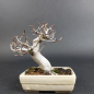 Preview: Bonsai - Japanese Beech, Fagus Crenata, Shohin