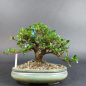 Preview: Bonsai - Jap. Satsuki Azalee, Shohin