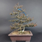 Preview: Bonsai - Quince, Chaenomeles speciosa, Chojubai