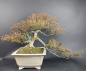Preview: Bonsai - Jap. Satsuki Azalee, Kinsai