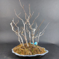Preview: Bonsai - Hainbuche, Carpinus Laxiflora Forest, Japan