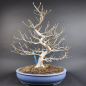 Preview: Bonsai - Stewartia pseudocamellia