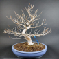 Preview: Bonsai - Stewartia pseudocamellia