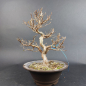 Preview: Bonsai - Stewartia Monadelpha